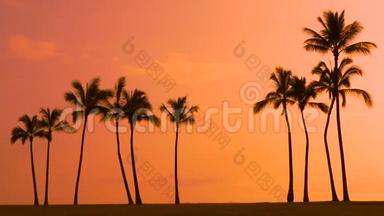 热带棕榈树和夏威夷日落